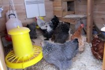 Heating a chicken coop in winter heating methods and suitable types of heating