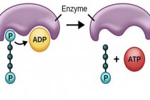 Anaerobes are bacteria. Features of anaerobes, classification and methods of cultivation