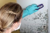 Mold on the wall in the apartment: what to do and how to get rid of it?