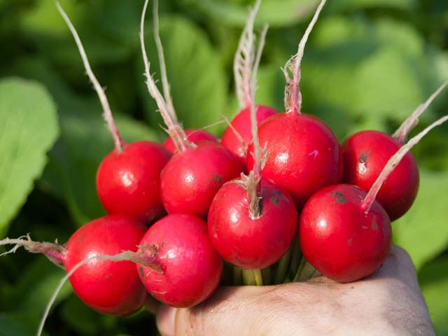 Rabanetes crescentes em uma estufa de vitaminas crocantes no início da primavera