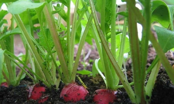 Rabanetes crescentes em uma estufa de vitaminas crocantes no início da primavera