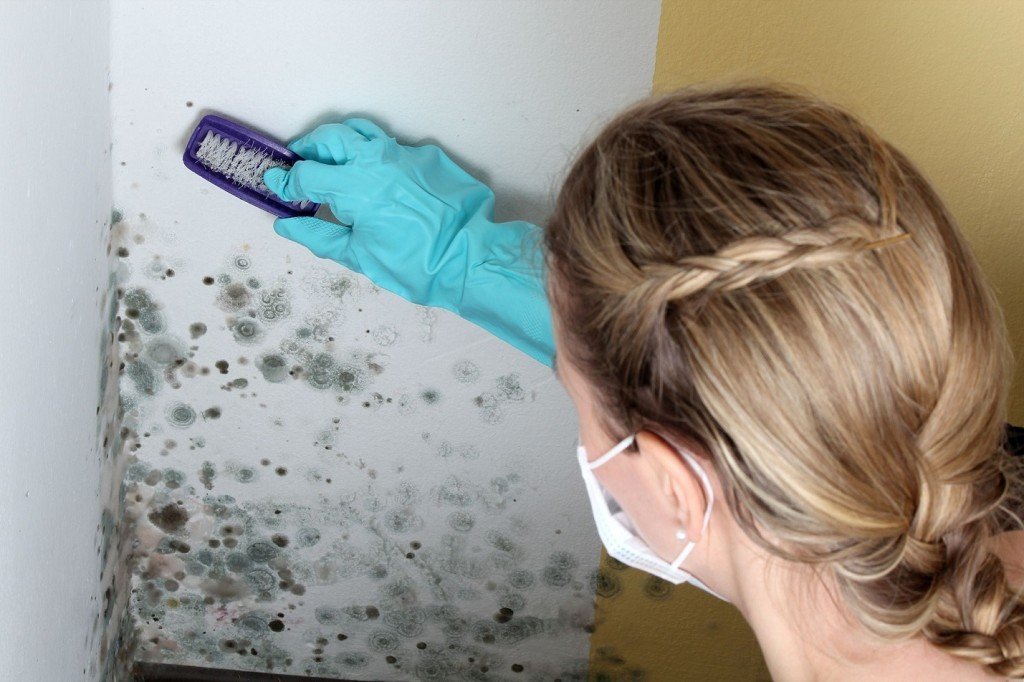 mold on walls