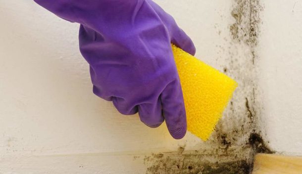 Moldy areas must be carefully treated with a special composition.