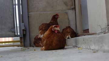 Como isolar barato um galinheiro para o inverno