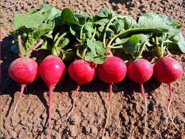 زراعة الفجل في دفيئة مقرمشة بالفيتامينات في أوائل الربيع