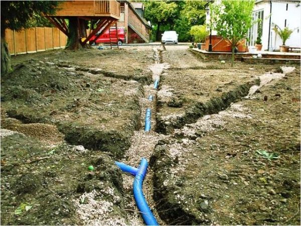 Como plantar árvores se a água subterrânea estiver próxima
