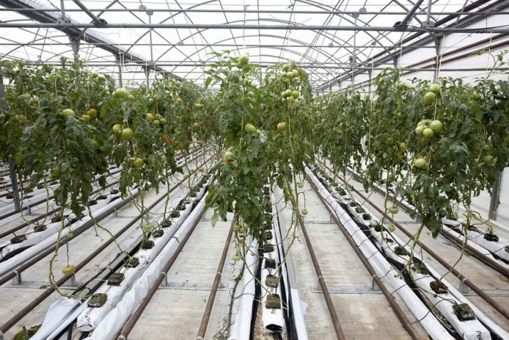 Maneiras de aquecimento de estufa para aquecer uma estufa no inverno e no início da primavera