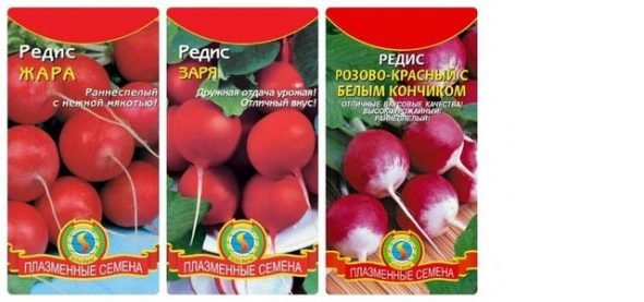 Rabanetes crescentes em uma estufa de vitaminas crocantes no início da primavera