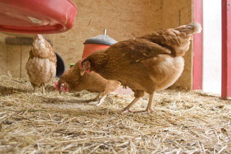 Heating a chicken coop in winter heating methods and suitable types of heating