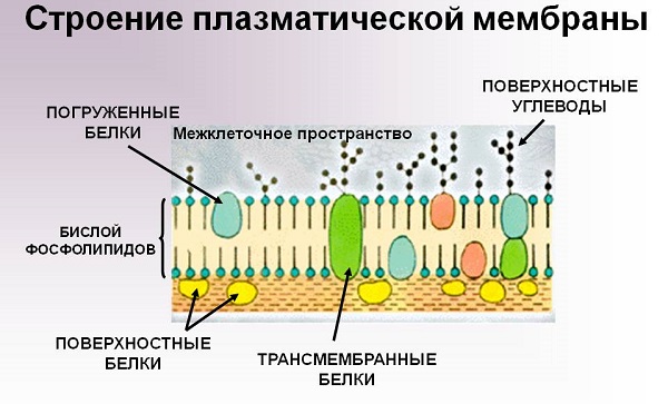 Estrutura e funções da membrana celular