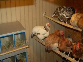 Θέρμανση κοτέτσι σε χειμερινές μεθόδους θέρμανσης και κατάλληλους τύπους θέρμανσης