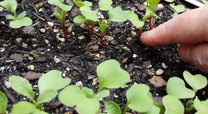 Rabanetes crescentes em uma estufa de vitaminas crocantes no início da primavera