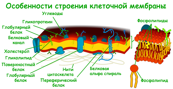 Estrutura e funções da membrana celular