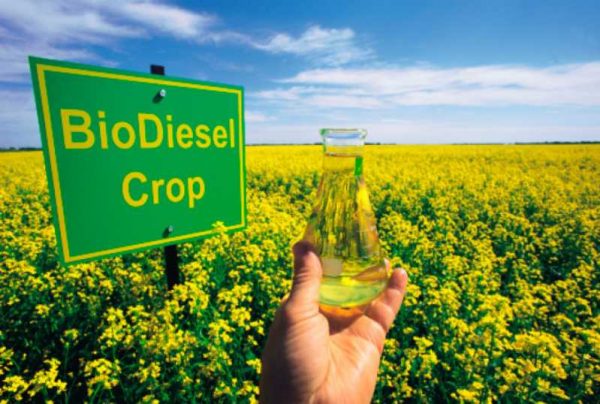 Como fazer biodiesel com suas próprias mãos em casa