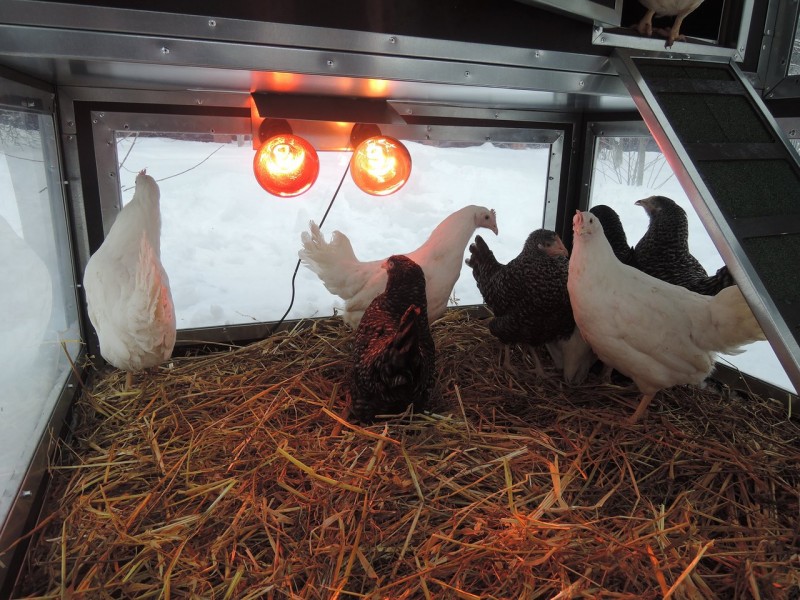 Heating a chicken coop in winter heating methods and suitable types of heating