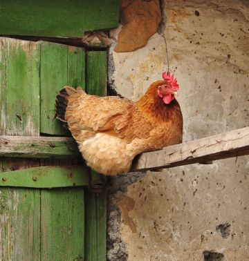 Como isolar barato um galinheiro para o inverno