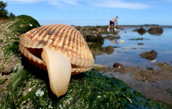 Tire uma conclusão sobre a importância das conchas na vida dos moluscos. A partir da qual as conchas são formadas